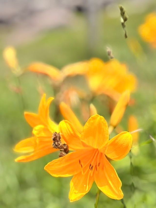 Ocean & Meadows Unbound: A Summer Walk Along Tanesashi Coast