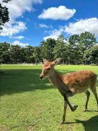 Deer & Serenity: A Stroll Through Nara Park
