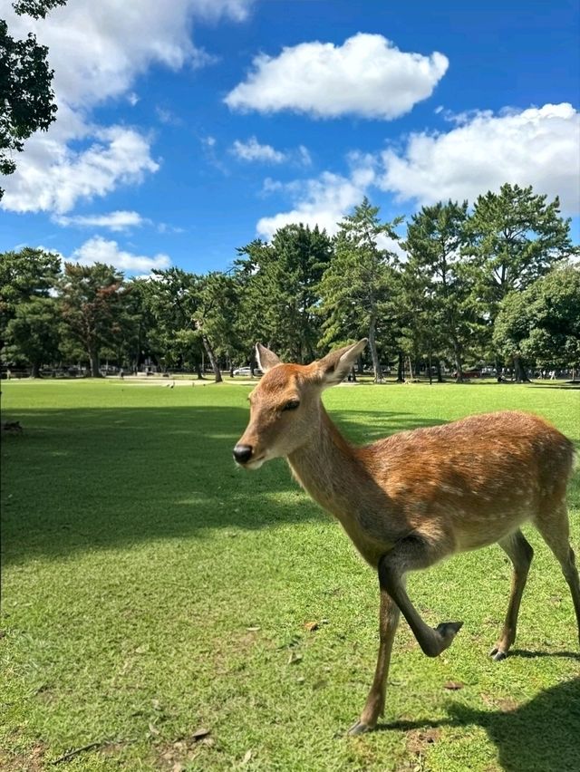 Deer & Serenity: A Stroll Through Nara Park