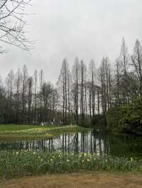 Best Park for Tulips in Hangzhou