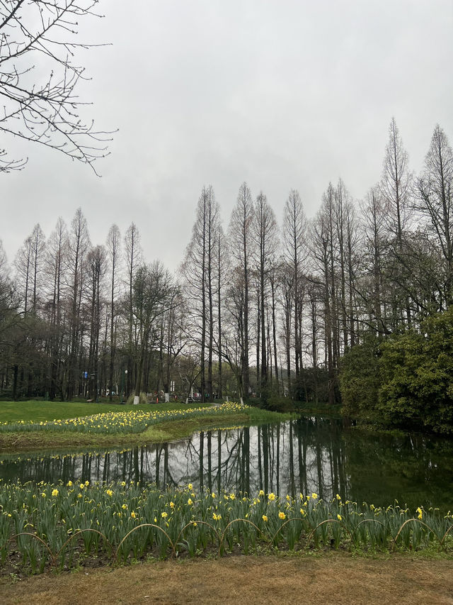Best Park for Tulips in Hangzhou