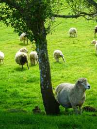 ไปหาน้องแกะที่ Ambury Farm Regional Park📍🐑
