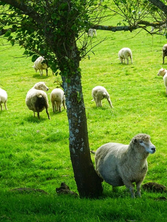 ไปหาน้องแกะที่ Ambury Farm Regional Park📍🐑