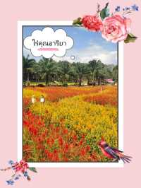 ไร่คุณอารียา – บ้านทุ่ง กระบี่ 🌿🍇
