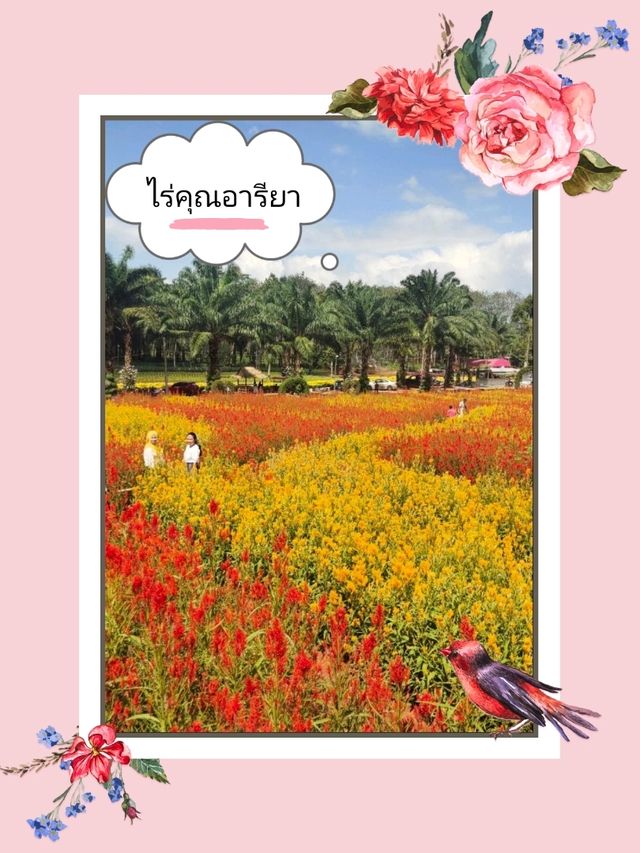ไร่คุณอารียา – บ้านทุ่ง กระบี่ 🌿🍇