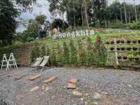 Songkhla Flower Farm