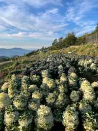 Flower Hills in the North: Northern Blossom Farm