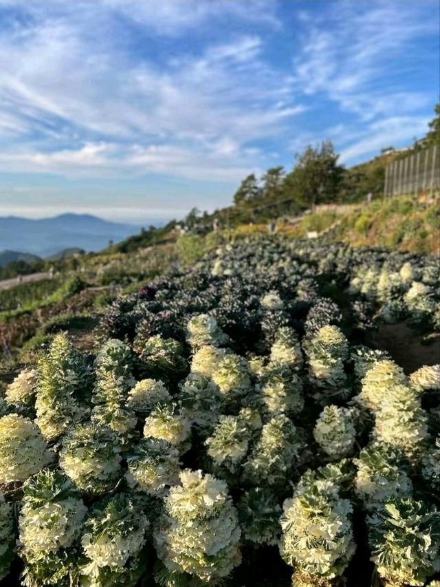 Flower Hills in the North: Northern Blossom Farm
