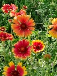 Floral Path Welcomes Visitors