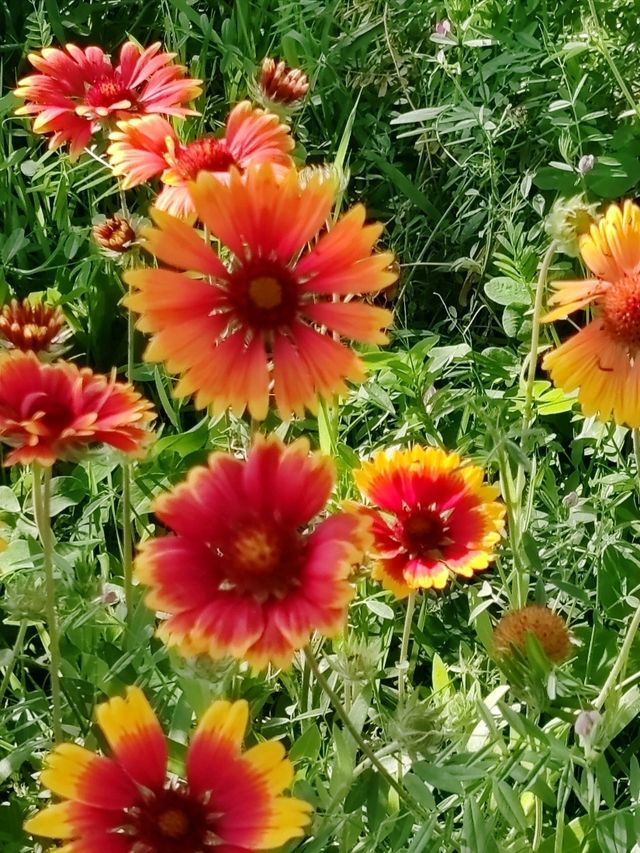 Floral Path Welcomes Visitors