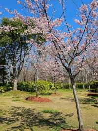 Spring waltz into Gucun Park