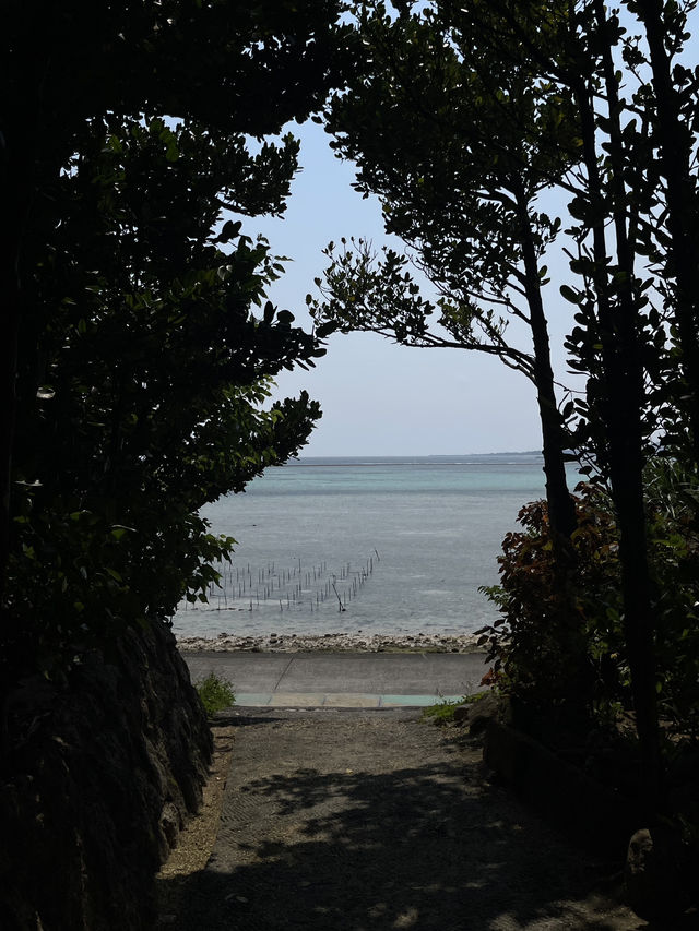 ปั่นจักรยาน หมู่บ้าน Bise-Fukugi (Okinawa) 🌲🚲🐈