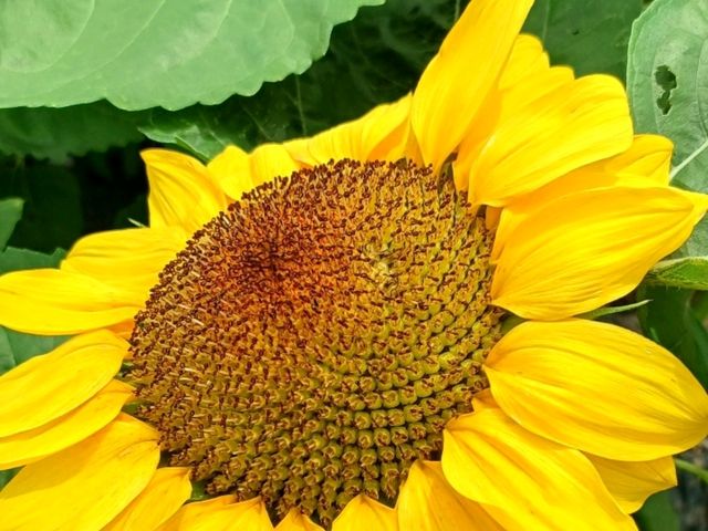 노란 여름, 해바라기 바다 속을 걷다