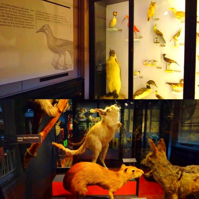 Manchester Museum