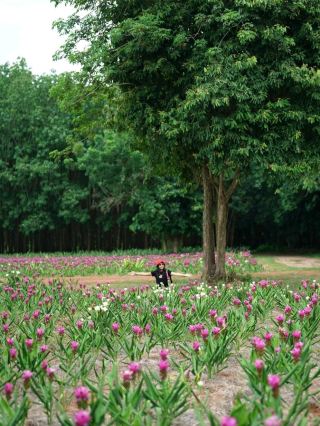 Petra Garden, Siam Tulip Field, and Café near Bangkok