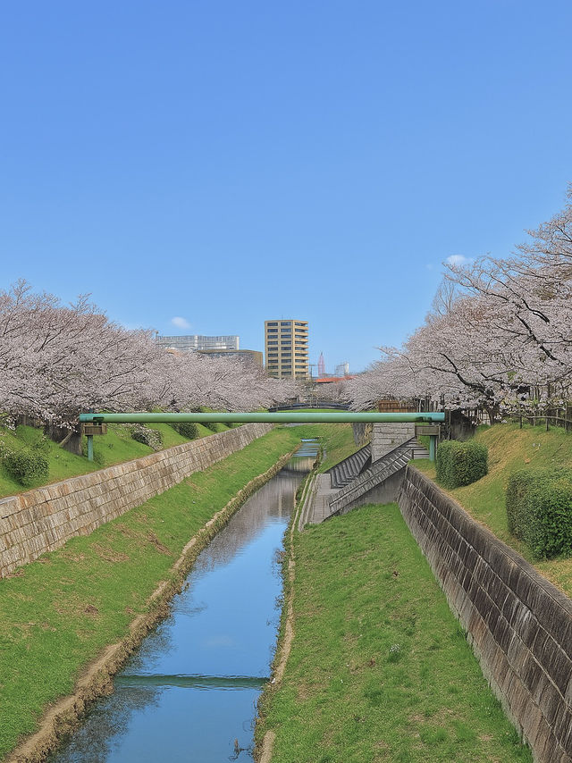 봄이 오면 꼭 가보고 싶었던 곳, 야마자키강 벚꽃길 🌸