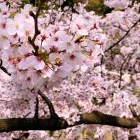文京・関口 神田川沿いの桜を狙う — 撮影ポイント＆ランチガイド