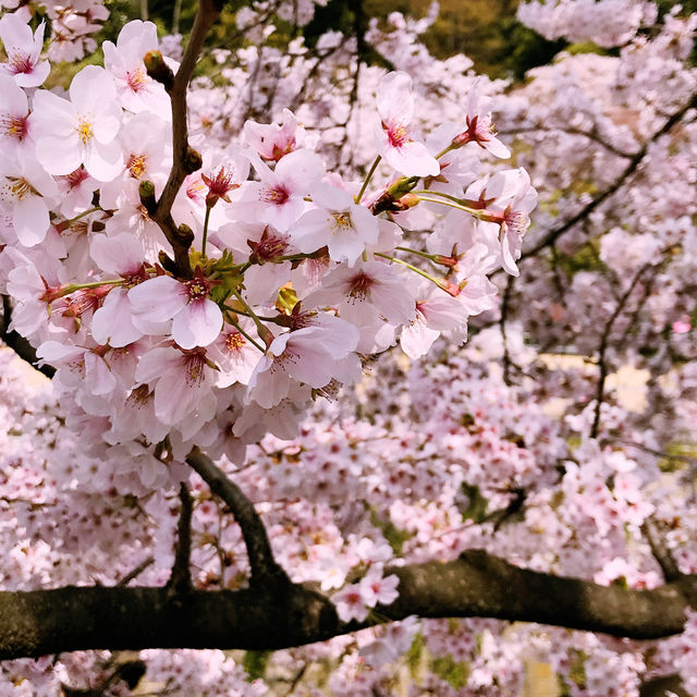 文京・関口 神田川沿いの桜を狙う — 撮影ポイント＆ランチガイド