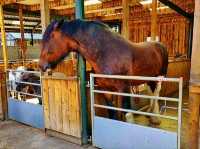 Reddish Vale Country Park – Nature on the Edge of the City