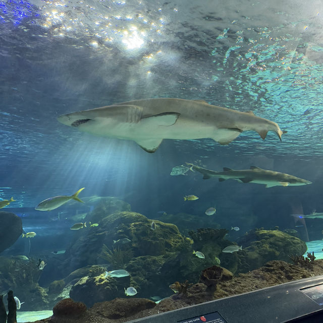多倫多瑞普利水族館：海洋生物學與娛樂的完美融合