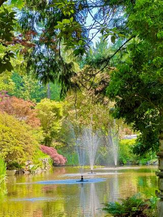 The Glades Woodland Garden – Serene Woodland Retreat