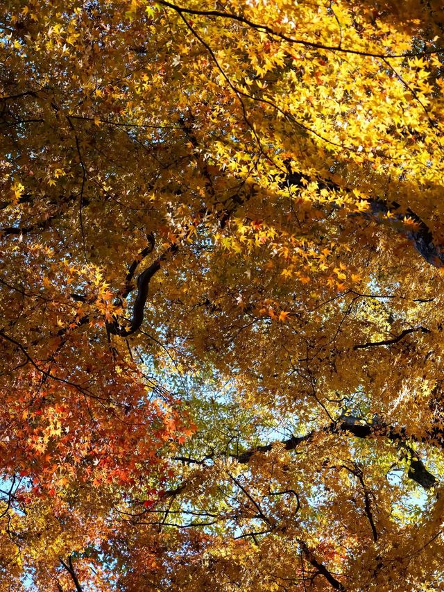 Fall Foliages at Katsuoji Temple, Osaka