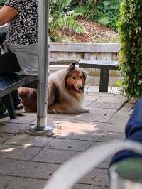 The Slow Life of Animals in Giethoorn