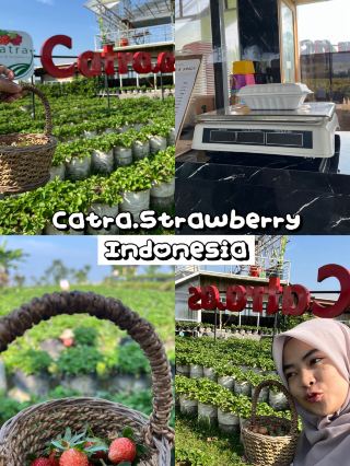 Strawberry picking at Catra strawberry garden @Indonesia
