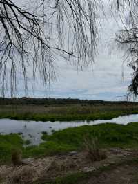 【オーストラリア・西オーストラリア】自然とコアラに出会える「Yanchep National Park」🌿🦘