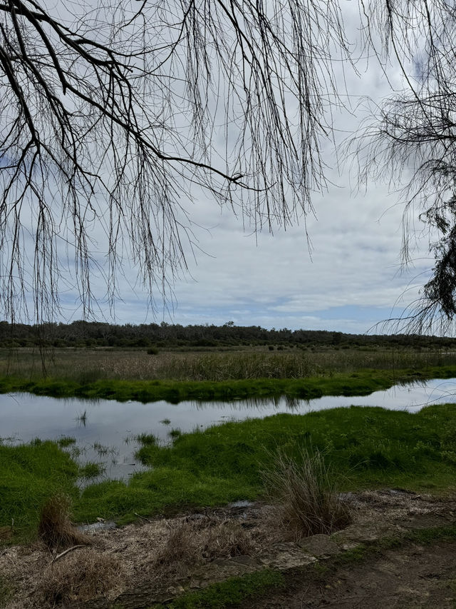 【オーストラリア・西オーストラリア】自然とコアラに出会える「Yanchep National Park」🌿🦘 【オーストラリア・西オーストラリア】自然とコアラに出会える「Yanchep National Park」🌿🦘