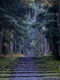 神秘的な参道 杉と石畳を覆う苔に魅了されます。