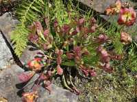 Huntsville Botanical Garden