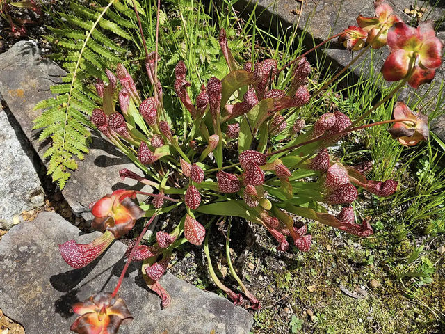 Huntsville Botanical Garden