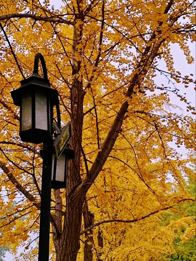 圓明園：金秋景色