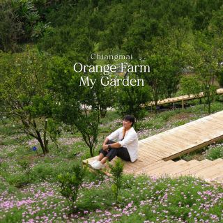 Orange garden on a hill with a stunning view at Mon Cham, Chiang Mai Province