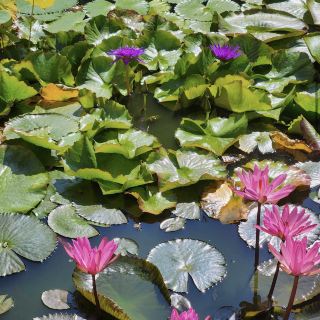 Garden of Isola Bella