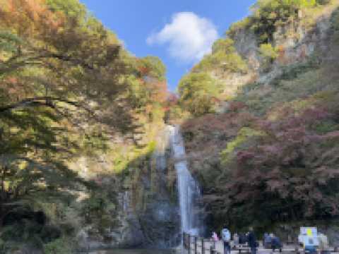 บรรยากาศใบไม้เปลี่ยนสีที่นารา เกียวโต และโอซาก้า