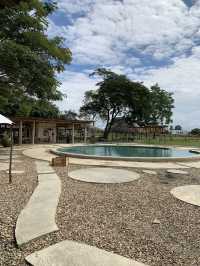 치앙마이 시내에서 20분만 가면 볼 수 있는 코끼리카페