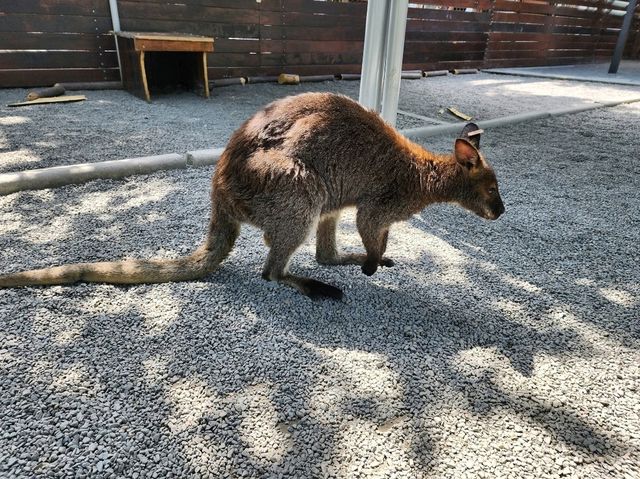 Spend a Wild Day at Yilan’s Lanyang Animal and Plant Kingdom 🦙✨ Spend a Wild Day at Yilan’s Lanyang Animal and Plant Kingdom 🦙✨