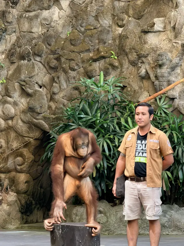 Safari Day Magic🌿