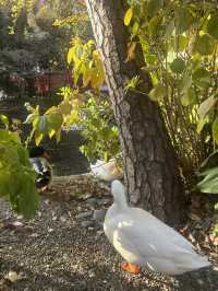 平塚弁財天社(ひらつか べんざいてんしゃ)