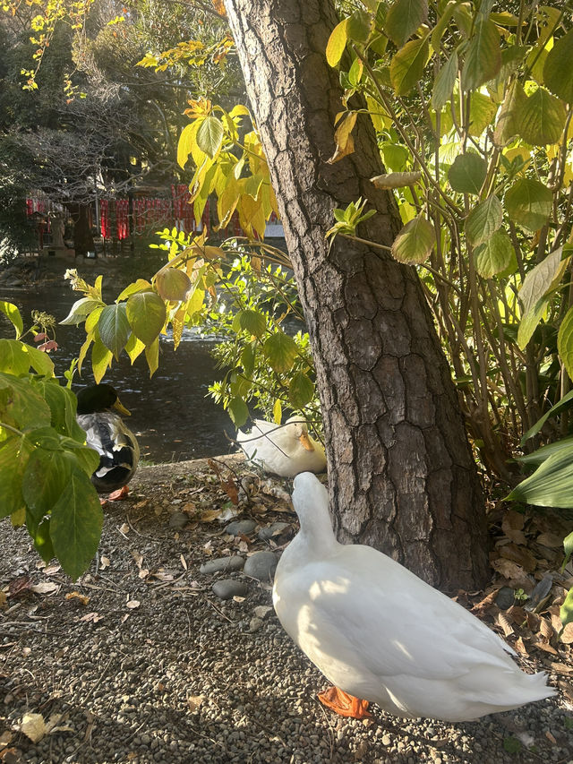 平塚弁財天社(ひらつか べんざいてんしゃ) 平塚弁財天社(ひらつか べんざいてんしゃ)
