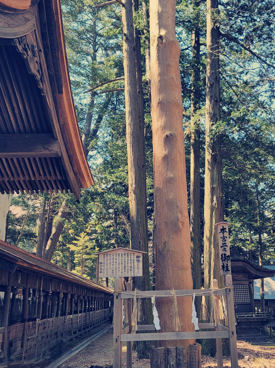 🌲 Giới hạn thẳng đứng 10 tấn! "Cột trụ" bất khuất 🏗️ Cuộc chiến giữa ma sát và trọng lực