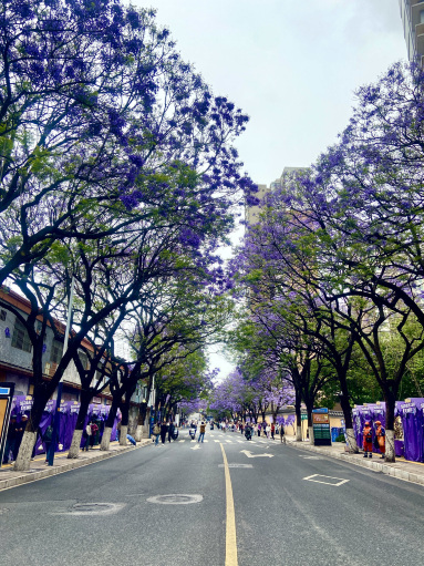 Kunming: Jacaranda flowers | Trip.com Kunming