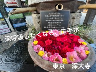 東京とは思えない、癒しの夕方散歩🌿