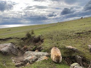 Maria Island: Nature Writes the Itinerary