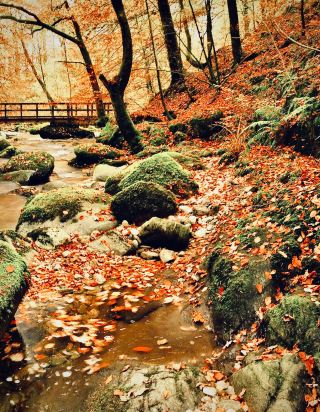  Germany Mecklenburg Müritz Cliff Mossy Lake Peninsula