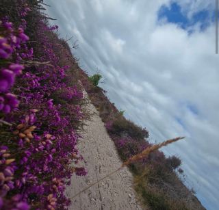 Discovering the Wild Side of Suffolk at Dunwich Heath 🌊