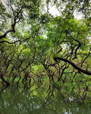 🌿 Ratargul — A Hidden Green Escape in Sylhet 🇧🇩