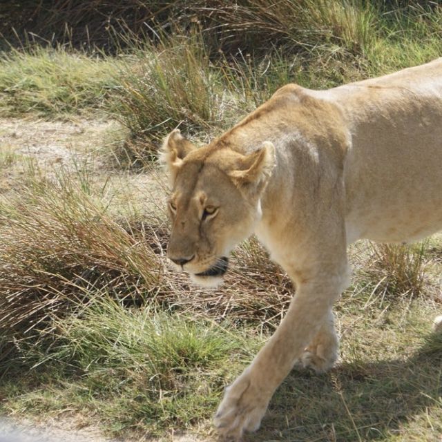 Home of wildlife